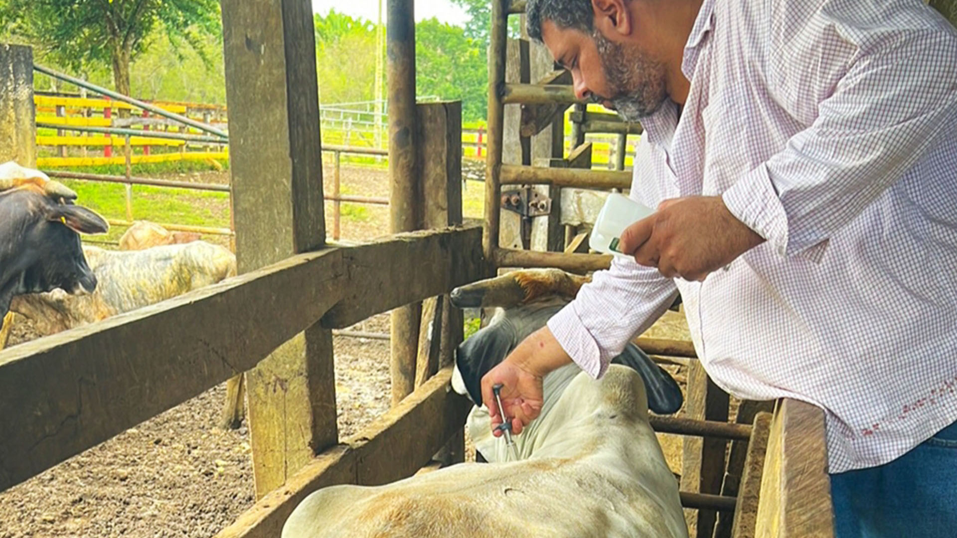 Maga Previene Enfermedades En Hato Ganadero De Pet N Ministerio De