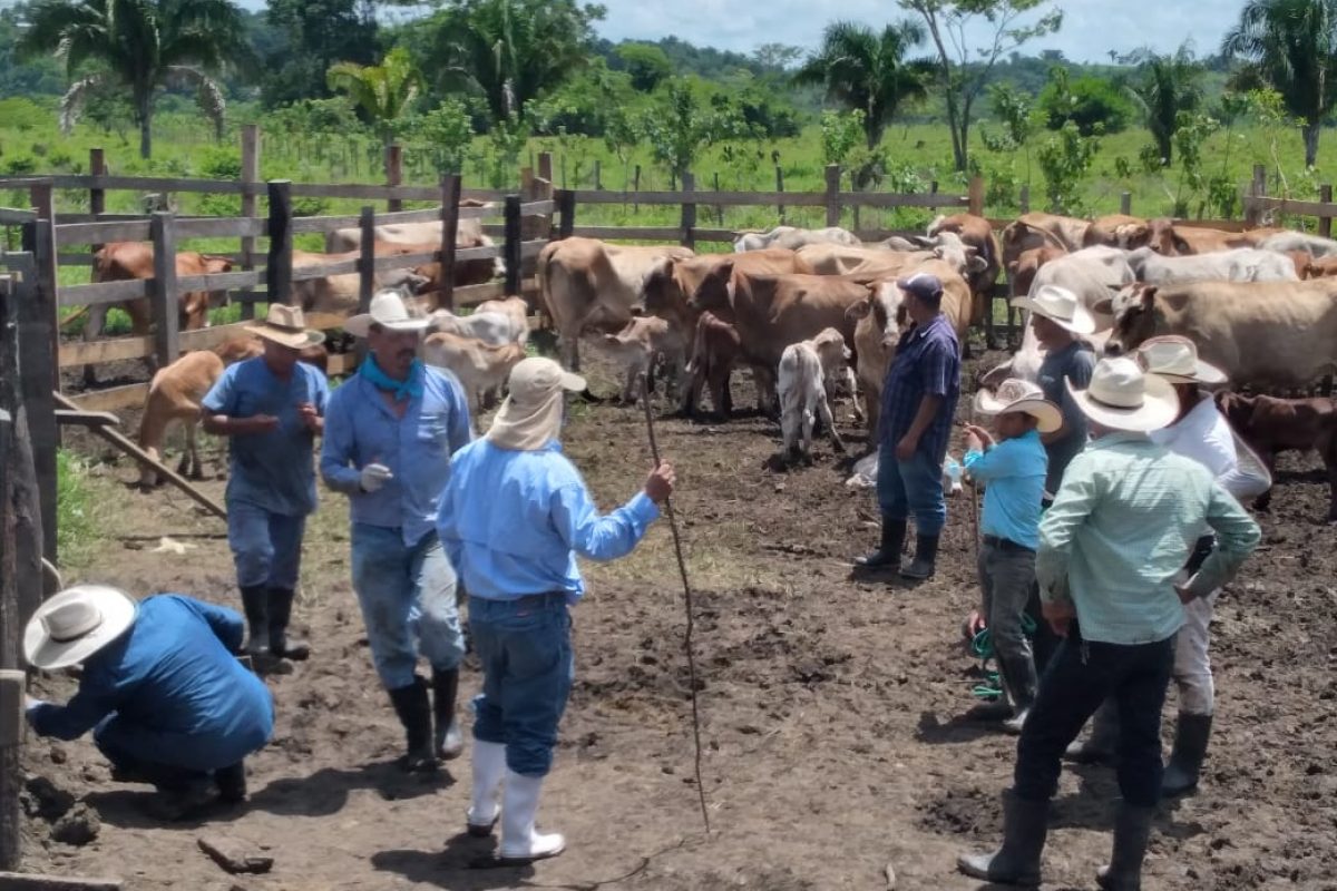 Guatemala Exporta Nuevo Contingente De Ganado Bovino A México