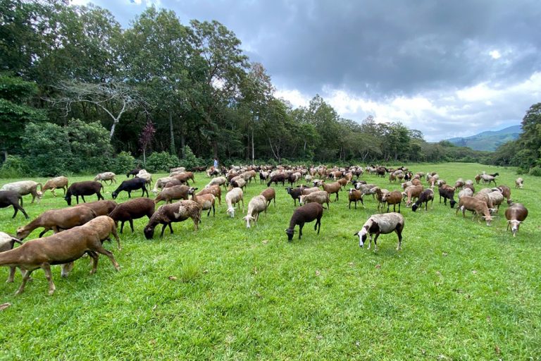 MAGA certifica el registro de la primera finca de producción pecuaria